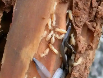 德令哈白蚁防治公司分享小区架空层防虫治理，解决楼栋群体性白蚁隐患